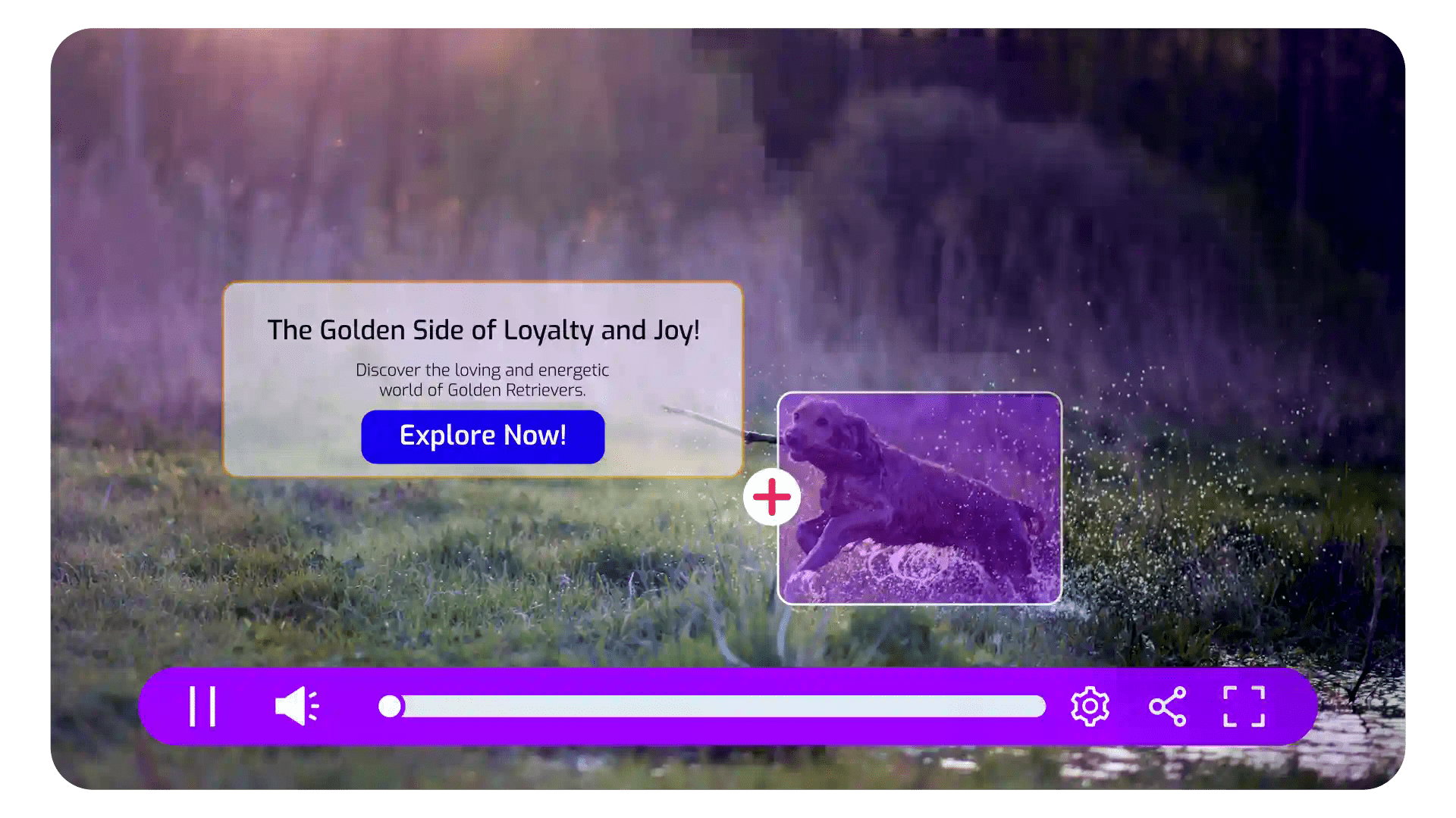 Cinema8 video player with an interactive element showcasing a Golden Retriever playing in a field, with a call-to-action button to explore the energetic world of Golden Retrievers.