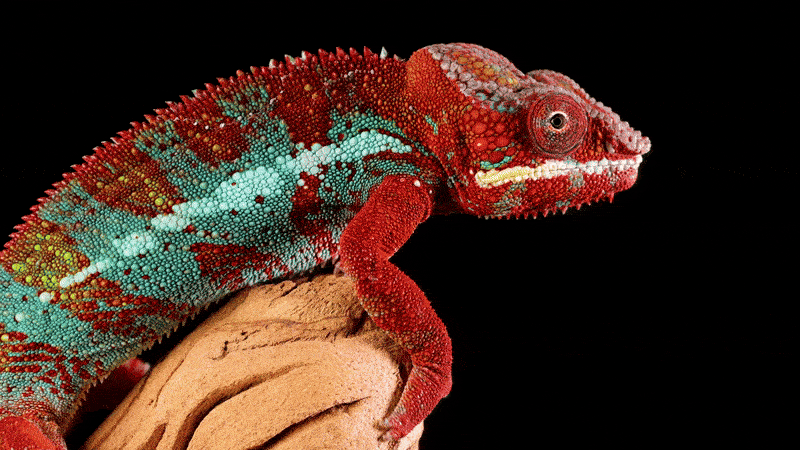Close-up shot of a brightly coloured chameleon perched on a rock, showing fine texture and vivid detail to demonstrate how close-up framing captures emotion and focus in professional video content hosted on Cinema8.